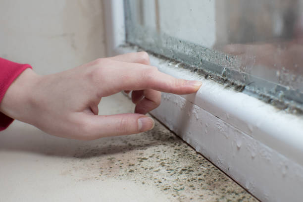 Best HVAC Mold Inspection and Cleaning  in Morrilton, AR