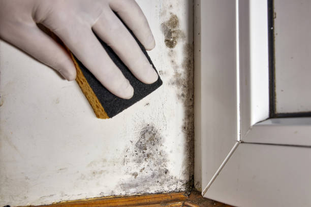 Best Black Mold Removal  in Morrilton, AR